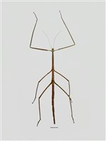 藏品(竹節蟲(2))的圖片